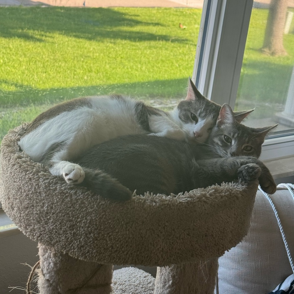 George & Daisy - Picture 3 of 12